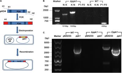 Polyphosphate Kinase 1 Is a Pathogenesis Determinant in Enterohemorrhagic Escherichia coli O157:H7